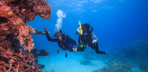 Diver in the Red Sea, Egypt